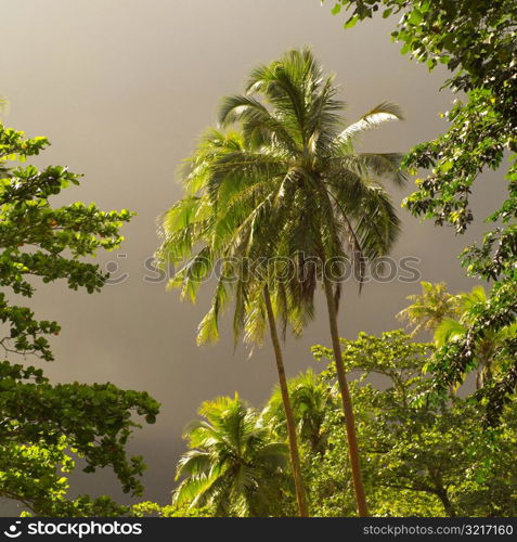 Palm Trees against cloud in sky at Moorea inTahiti