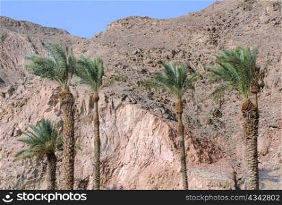 Palm trees against the background of mountains and blue sky in Eilat, Israel.