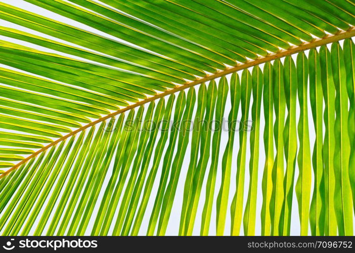 Palm trees against the blue sky, Background .