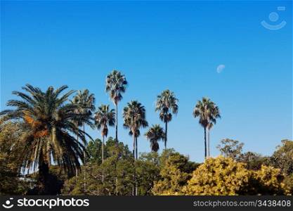 palm trees against the blue southern sky and the moon