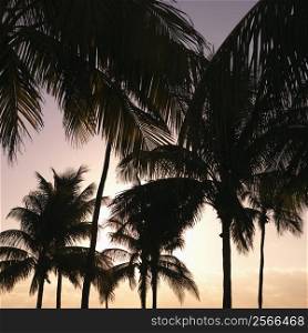 Palm trees against warm sunset colored sky in Miami, Florida, USA.