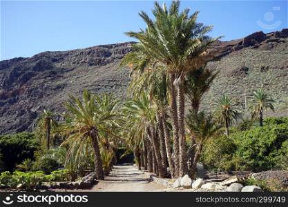 Palm trees alley on the La Gomera island