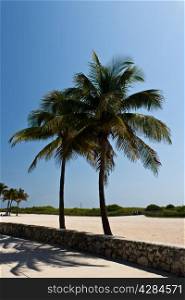 Palm trees along a beach walkway