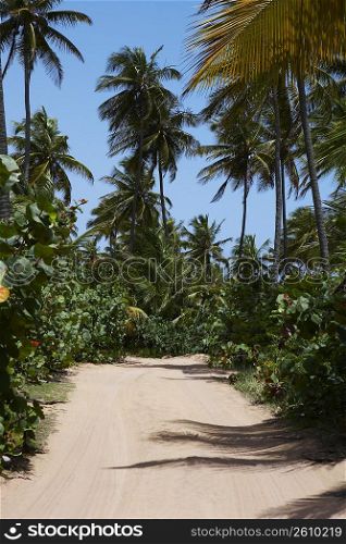 Palm trees along a dirt road, Pinones Beach, Puerto Rico