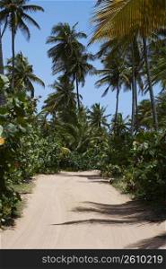 Palm trees along a dirt road, Pinones Beach, Puerto Rico