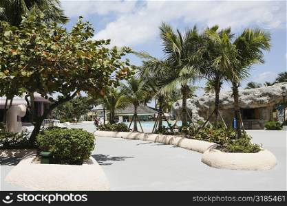 Palm trees along a path at a tourist resort, Cable Beach, Nassau, Bahamas
