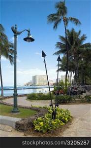 Palm trees along a path, Waikiki Beach, Honolulu, Oahu, Hawaii Islands, USA