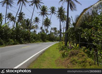 Palm trees along a road, Pinones Beach, Puerto Rico