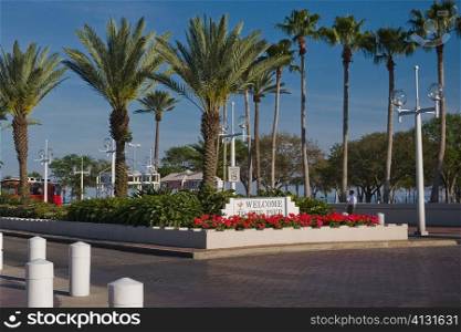 Palm trees along a road, St. Petersburg, Florida, USA