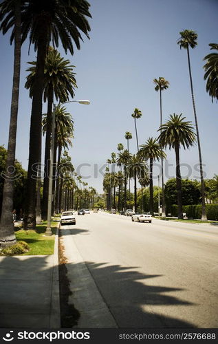 Palm trees along a street, Beverly Drive, Los Angeles, California, USA