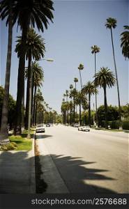 Palm trees along a street, Beverly Drive, Los Angeles, California, USA