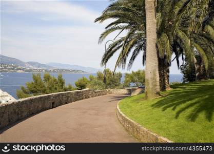 Palm trees along a walkway, Monte Carlo, Monaco