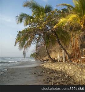 Palm trees along Costa Rica shoreline