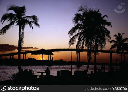 Palm trees and a bridge silhouetted against the sky, Bahamas