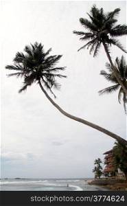 Palm trees and beach in Hikkaduwa, Sri Lanka