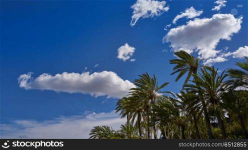 Palm trees and blue sky. Palm trees near Mediterranean sea and blue sky