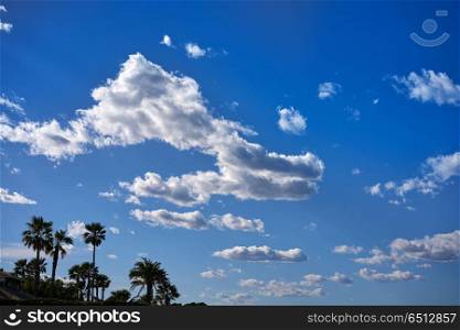 Palm trees and blue sky. Palm trees near Mediterranean sea and blue sky