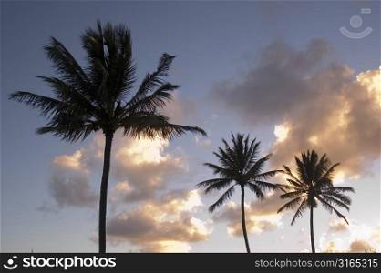 Palm Trees and Clouds