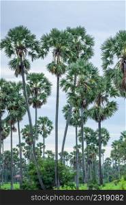 Palm trees and field along the roadside near Phnom Penh, Cambodia, a symbol of Cambodian culture, as national symbol, palm trees inspire pride and profit. The traditional landscape view of rural life.