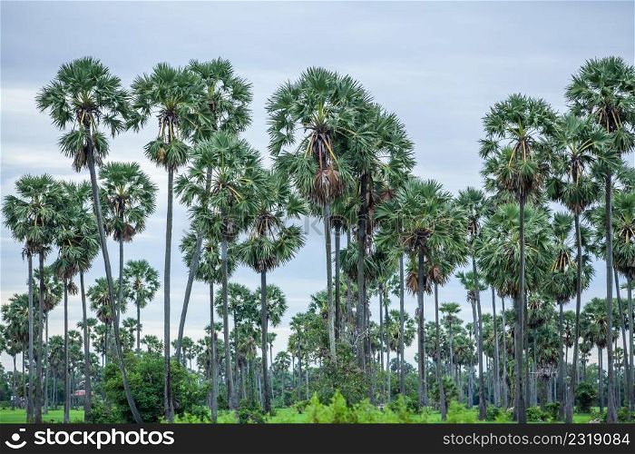 Palm trees and field along the roadside near Phnom Penh, Cambodia, a symbol of Cambodian culture, as national symbol, palm trees inspire pride and profit. The traditional landscape view of rural life.