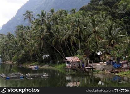 Palm trees and fish embankment on the lake Maninjau in Indonesia