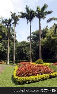 Palm trees and flower bed in royal botanical garden Peradeniya, Sri Lanka