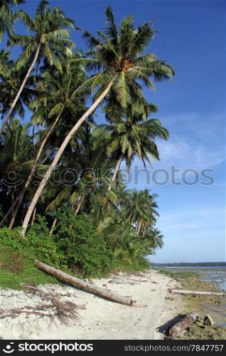 Palm trees and footpath on the Pantai Sorak beach in Nias, Indonesia