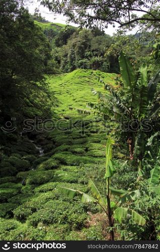 Palm trees and forest near tea plantation, Malaysia