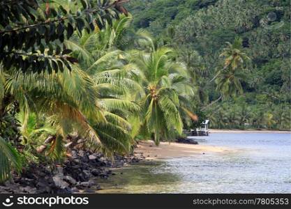 Palm trees and forest on the mount near coast in Upolu, Samoa