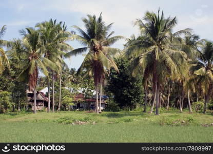 Palm trees and houses in Langkawi, Malaysia