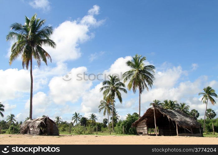 Palm trees and huts on the Upuveli beach, Sri Lanka