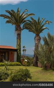 Palm Trees and Meadow near Residential Holiday Architecture