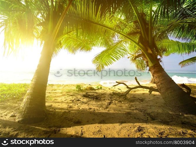 Palm trees and ocean at the bright sunrise