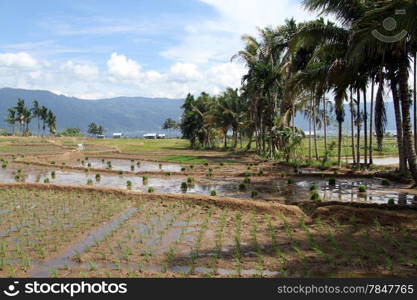 Palm trees and rice field near lake Maninjau in INdonesia