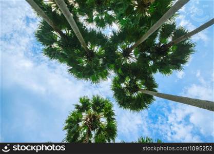 Palm trees and sky on the beach in summer.