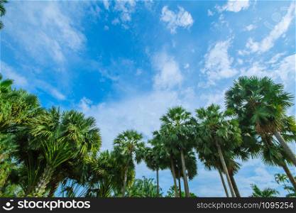 Palm trees and sky on the beach in summer.