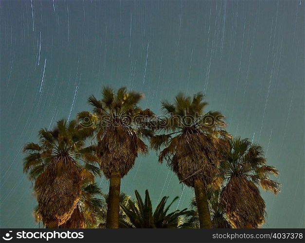 Palm trees and starry sky, Madera, California, USA
