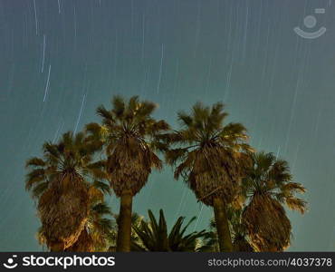 Palm trees and starry sky, Madera, California, USA