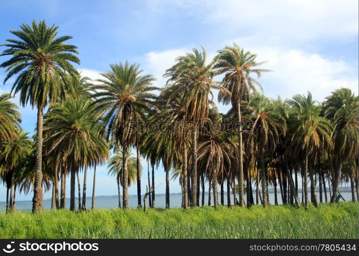 Palm trees and sugar cane field near Nadi in Fiji