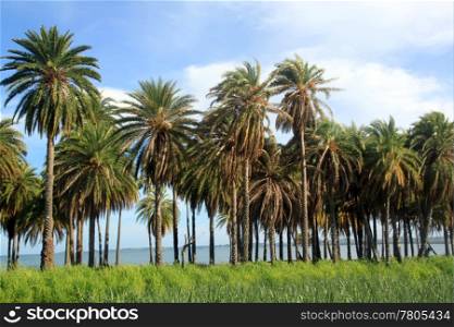 Palm trees and sugar cane field near Nadi in Fiji