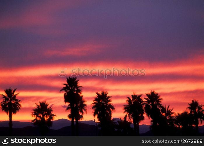 Palm trees and sunset, Lake Havasu, Arizona