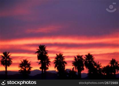 Palm trees and sunset, Lake Havasu, Arizona