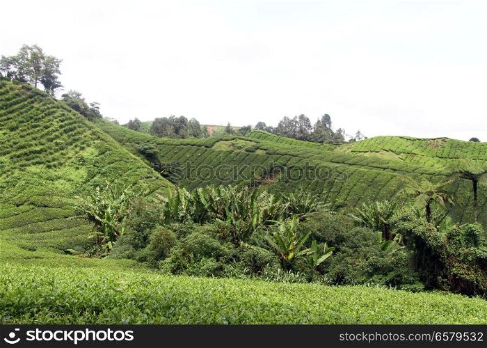 Palm trees and tea plantation in Malaysia
