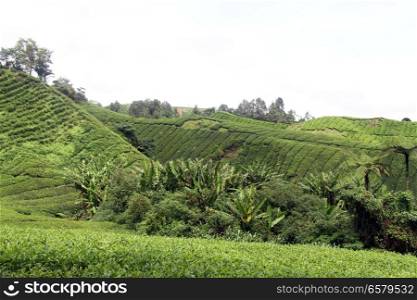 Palm trees and tea plantation in Malaysia