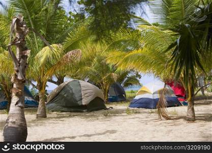 Palm trees and tents on the beach, Paya Bay Resort, Roatan, Bay Islands, Honduras