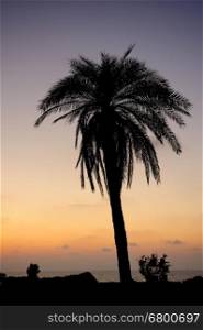 Palm trees and the Mediterranean Sea, Park of Ashkelon in Israel. Park of Ashkelon in Israel