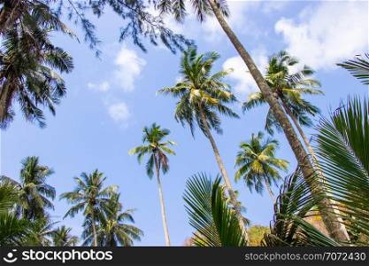Palm trees and the sky bright on beautiful area at Koh Kood island Trat province Thailand.
