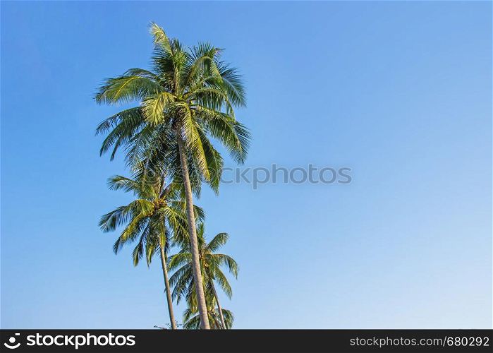Palm trees and the sky bright on beautiful tropical beach at Koh Kood island Trat province Thailand.