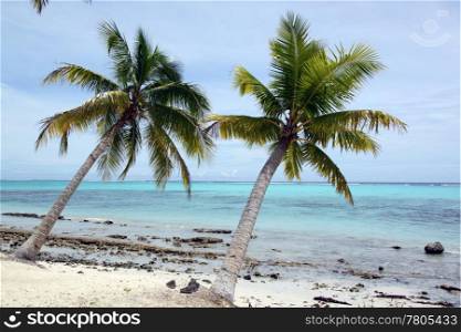 Palm trees and white sand on the beach in Savaii island, Samoa