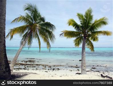 Palm trees and white sand on the beach in Savaii, Samoa